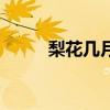 梨花几月份开放（梨花几种颜色）