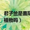 君子兰是喜阴还是喜阳的植物（君子兰是喜阴植物吗）