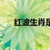 红波生肖是什么（红波生肖是哪四个）