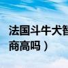 法国斗牛犬智商排行第几名（法国斗牛犬的智商高吗）