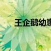 王企鹅幼崽比妈妈大（王企鹅的特点）