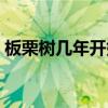 板栗树几年开始挂果（板栗种几年可以挂果）