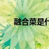 融合菜是什么菜（融合菜是什么菜系）