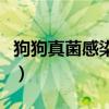 狗狗真菌感染怎么治疗（狗狗真菌感染怎么治）