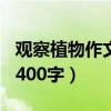 观察植物作文400字左右黄豆（观察植物作文400字）