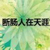 断肠人在天涯赏析句子（断肠人在天涯赏析）