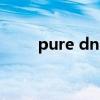 pure dns是什么原理（pure dns）