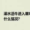 灌水活牛进入屠宰场？东莞通报：5人已被警方控制 具体是什么情况?