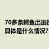 70多条鳄鱼出逃民兵称将击毙？当地回应：尽量不出门…… 具体是什么情况?