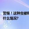 警惕！这种虫被称为“飞行的硫酸”河南多地已发现 具体是什么情况?