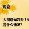 调查|大树遮光咋办？蚜虫“滴油”咋防？修树小队有高招儿 具体是什么情况?