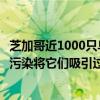 芝加哥近1000只鸟集体撞向一栋大楼后死亡专家：城市的光污染将它们吸引过来 具体是什么情况?