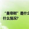 “皇帝树”是什么？辽金时期香山红叶就“红”了！ 具体是什么情况?