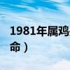 1981年属鸡是什么命运（1981年属鸡是什么命）