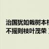 治国犹如栽树本根不摇则枝叶茂荣出自（治国犹如栽树本根不摇则枝叶茂荣）