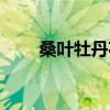 桑叶牡丹花怎么养（牡丹花怎么养）