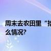 周末去农田里“拾秋”城里人免费遛娃方式上新了 具体是什么情况?