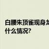 白腰朱顶雀现身龙潭西湖围观拍照请勿打扰鸟类生活 具体是什么情况?