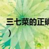 三七菜的正确吃法与功效（三七菜的正确吃法）