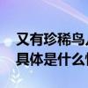 又有珍稀鸟儿来了！两只大鸨飞临密云水库 具体是什么情况?