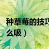 种草莓的技巧该怎么吸水（种草莓的技巧该怎么吸）