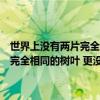 世界上没有两片完全相同的树叶是指人格的哪一特征（世界上没有两片完全相同的树叶 更没有完全相同的两个人 出自哪里_）