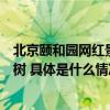 北京颐和园网红景点的大树修剪师：以树作画对得起每一棵树 具体是什么情况?