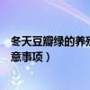 冬天豆瓣绿的养殖方法和注意事项（豆瓣绿的养殖方法和注意事项）