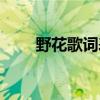 野花歌词表达什么意思（野花歌词）