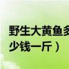 野生大黄鱼多少钱一斤哪里有（野生大黄鱼多少钱一斤）