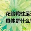 花脸鸭驻足玉渊潭自带“京剧脸谱”成明星 具体是什么情况?