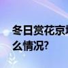 冬日赏花京城这些好去处值得打卡 具体是什么情况?