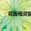 花面母灵猫读后感50字（花面母灵猫）