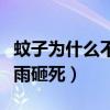 蚊子为什么不会被雨砸到（为什么蚊子不会被雨砸死）