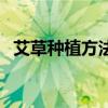 艾草种植方法全过程图片（艾草种植方法）