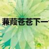 蒹葭苍苍下一句白露为霜（蒹葭苍苍下一句）