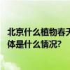 北京什么植物春天最先开花？领创少年探寻植物“智慧” 具体是什么情况?