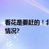 看花是要赶的！北京官方“追花”攻略汇总来了 具体是什么情况?