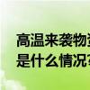 高温来袭物资匮乏加沙民众被迫吃树叶 具体是什么情况?