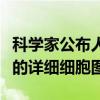 科学家公布人类大脑和非人类灵长类动物大脑的详细细胞图