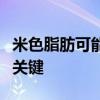 米色脂肪可能是与年龄相关的新陈代谢变化的关键